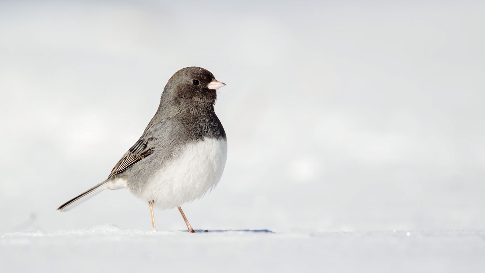 A dark-eyed junco in the snow.