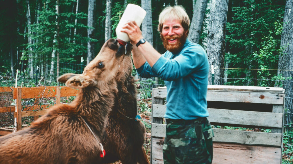 Gary Tabor bottle feeding two moose calves in Alaska.