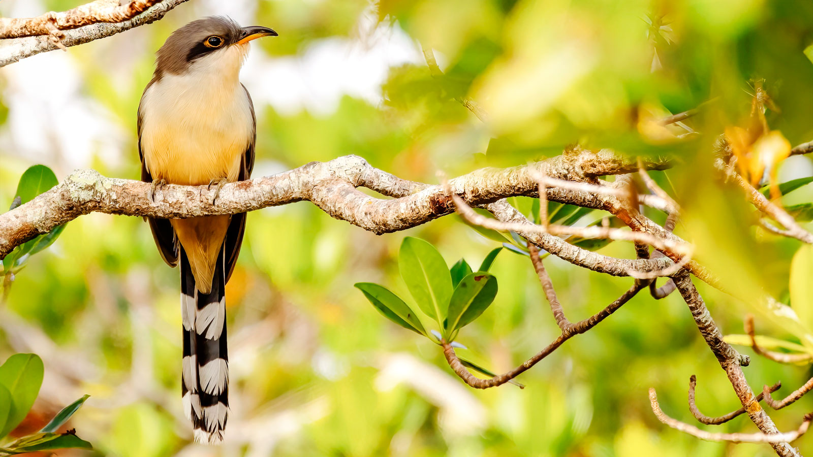 A mangrove cuckoo sits on a branch.