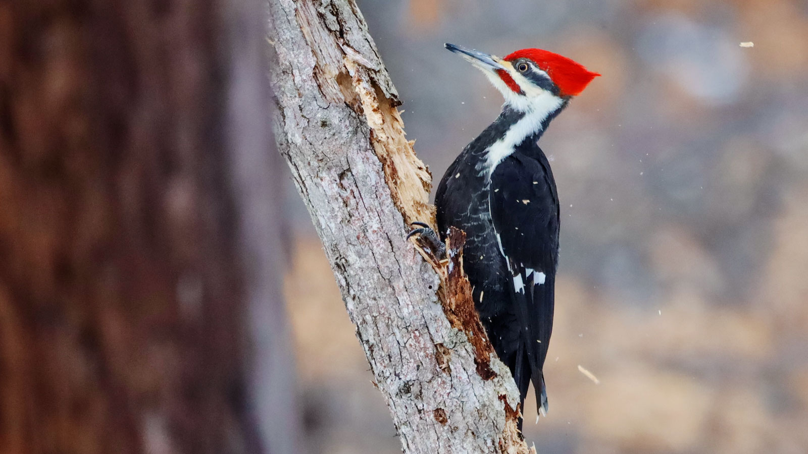 A pileated woodpecker on a tree.