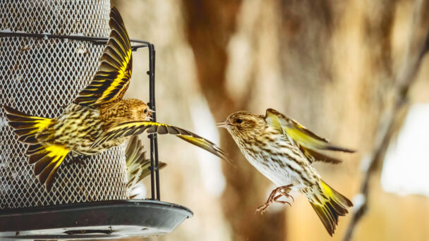 Ready, Set … Count! Popular Annual Birding Event Aids Research