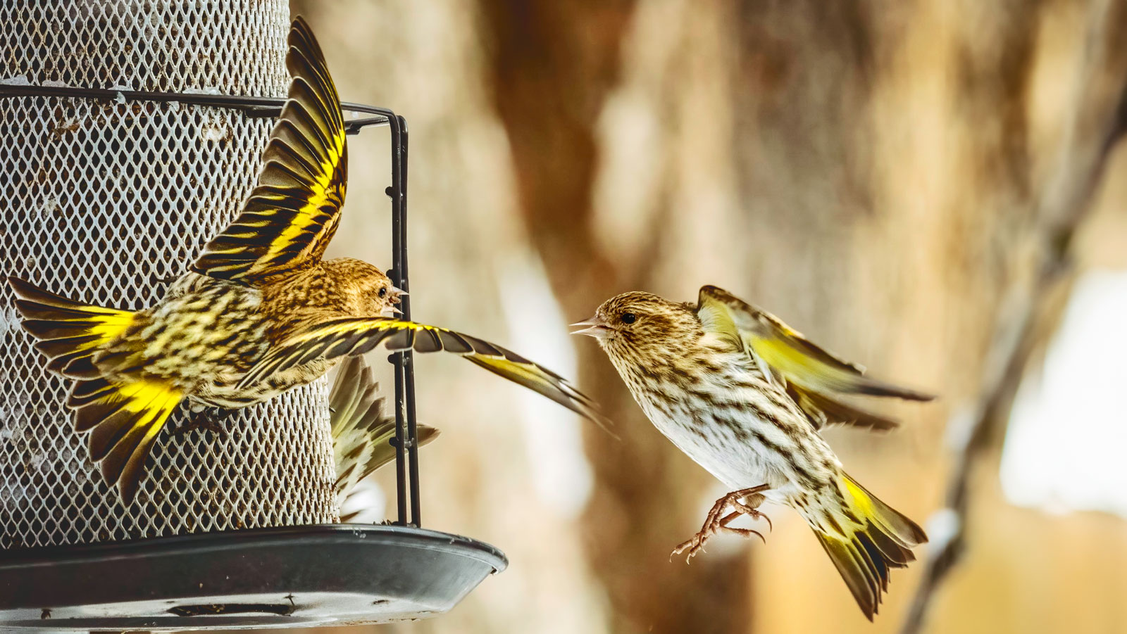 Two pine siskin birds at a feeder.