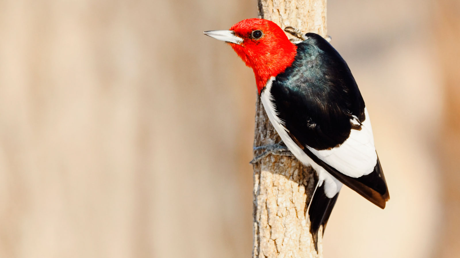 A red headed woodpecker on a tree.