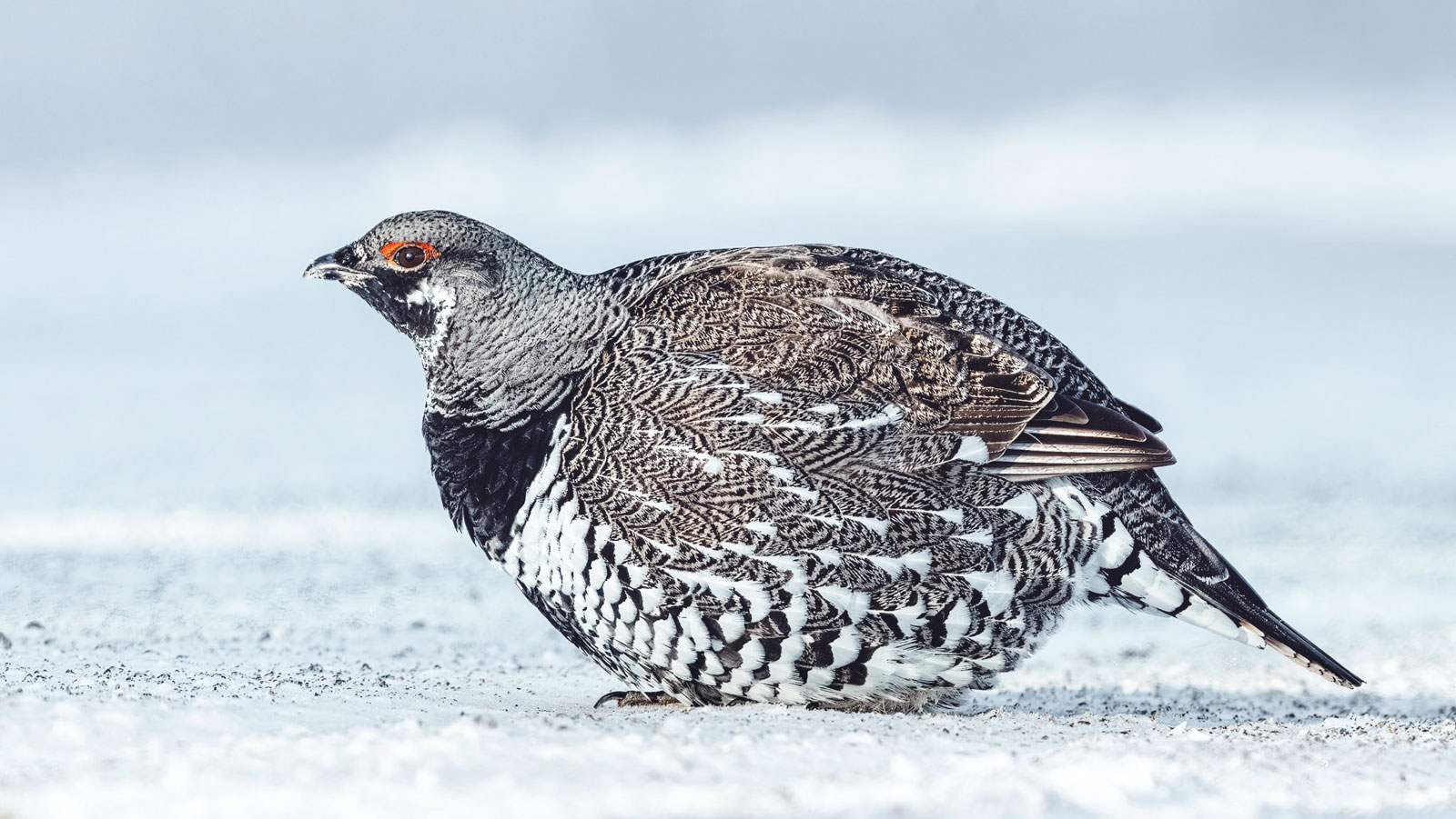 A spruce grouse in the snow.