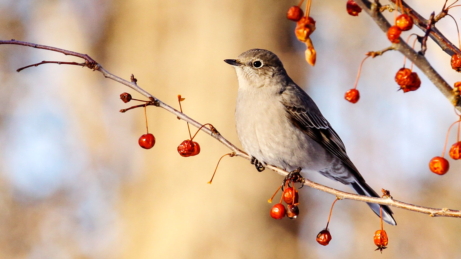 A Townsend's solitaire perched on a berry branch.