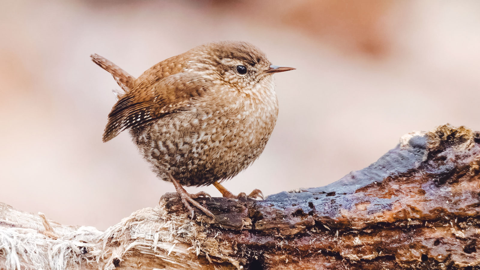 A winter wren.