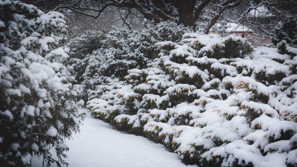 Snow covered bushes