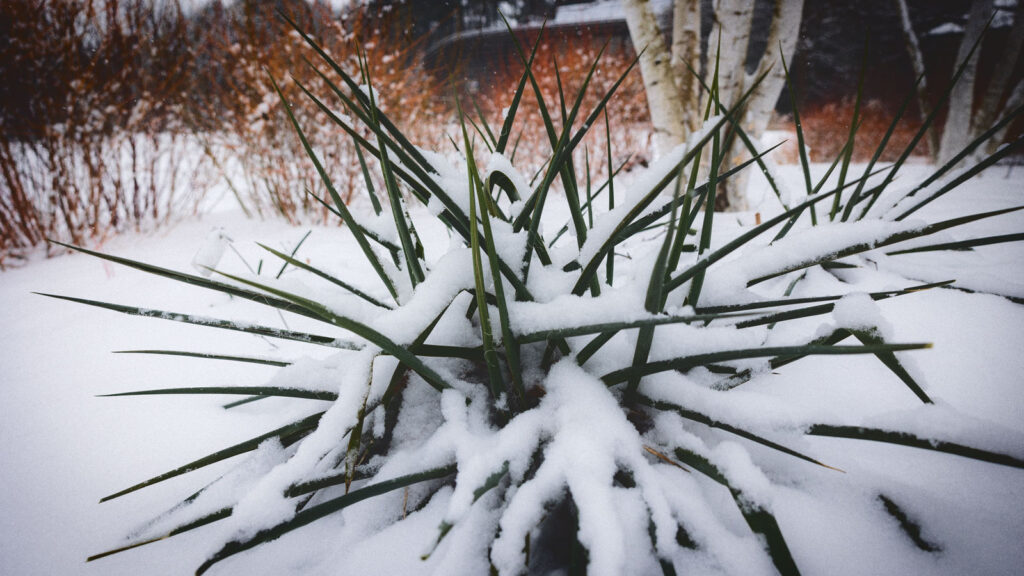 Snow covers a spiky plant