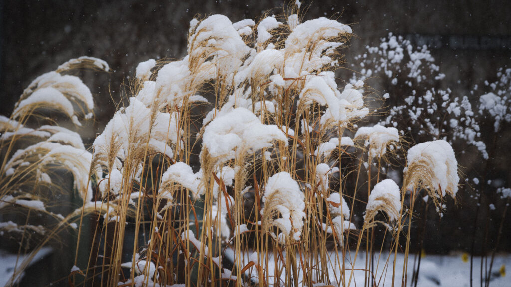 Snow covers dead plants