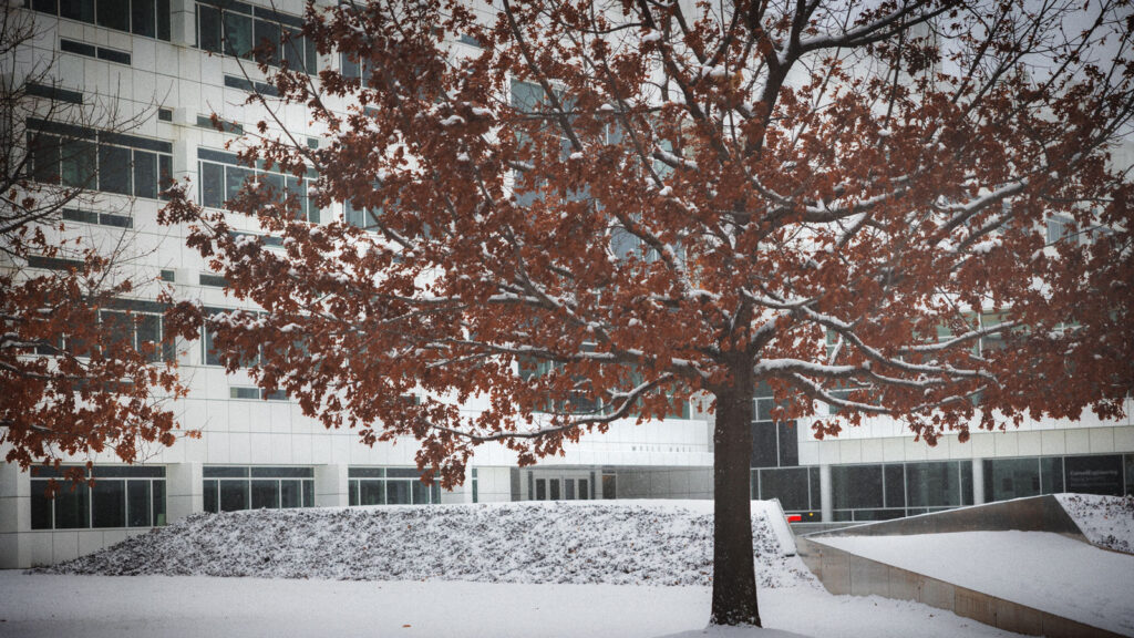 A tree with dead leaves in the snow outside Weill Hall