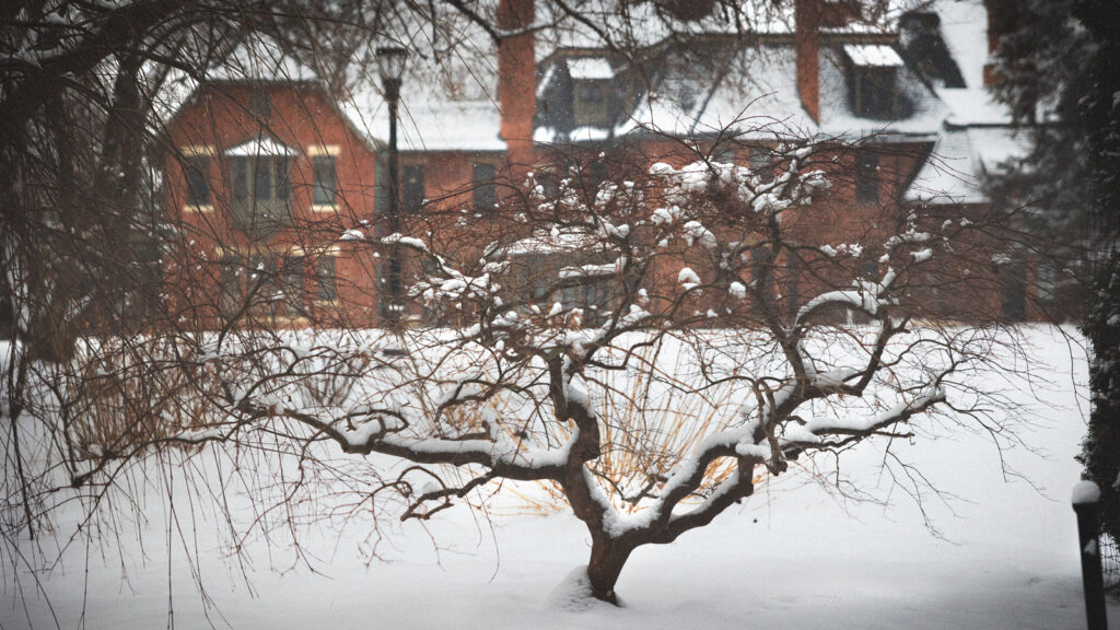 A bare tree covered in snow outside the back of A.D. White House