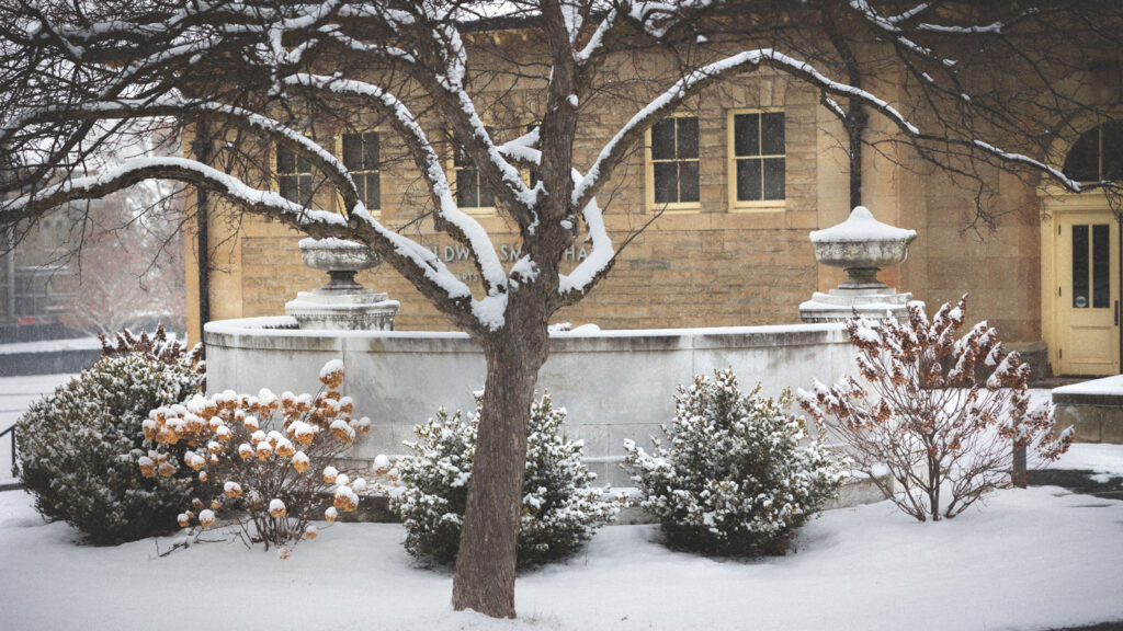 Snow covered bushes and a tree outside Goldwin Smith Hall