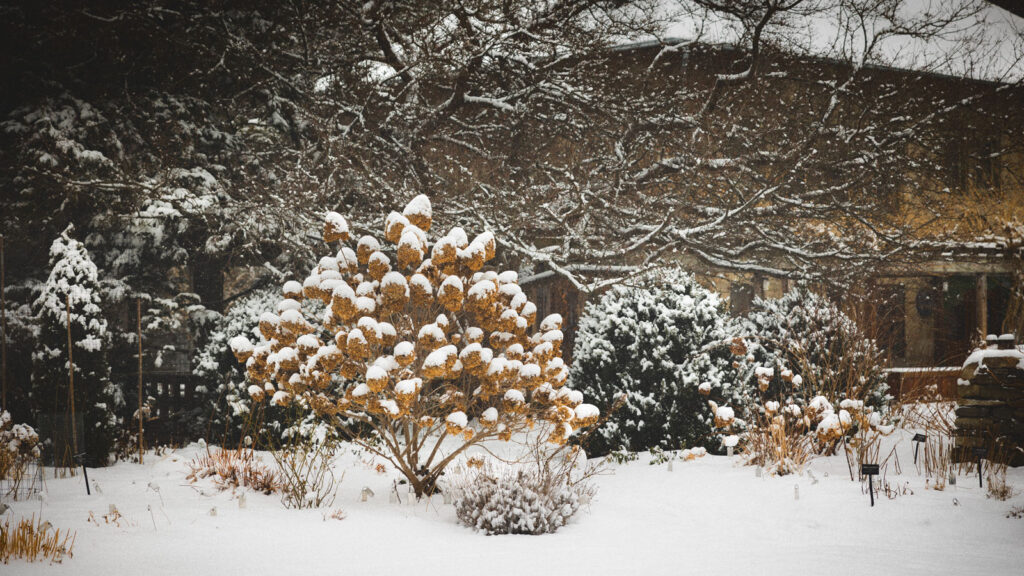 Snow covered plants next to a building at the Botanic Gardens