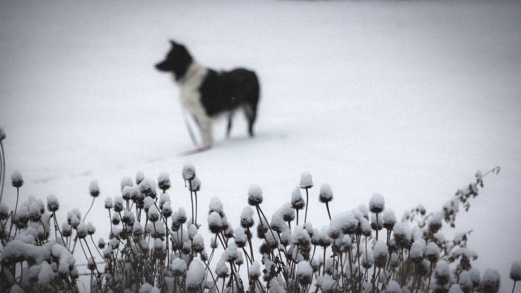 A dog behind snow-covered plants