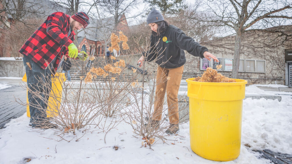 The grounds crew prunes plants in the winter near the Cornell Store