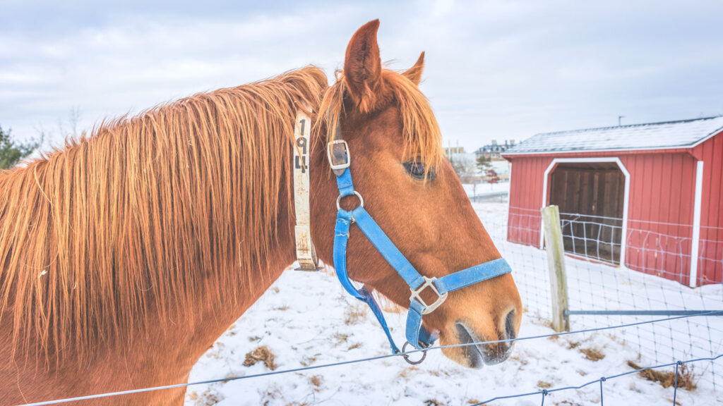 A horse grazes near a fence at the Cornell teaching barn