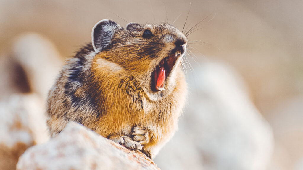 American pika