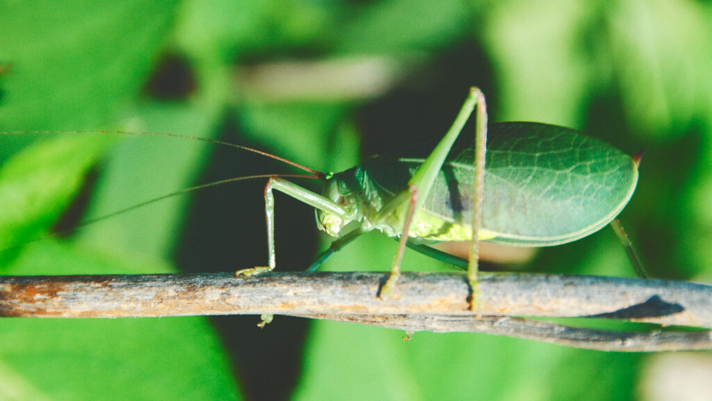 Common true katydid