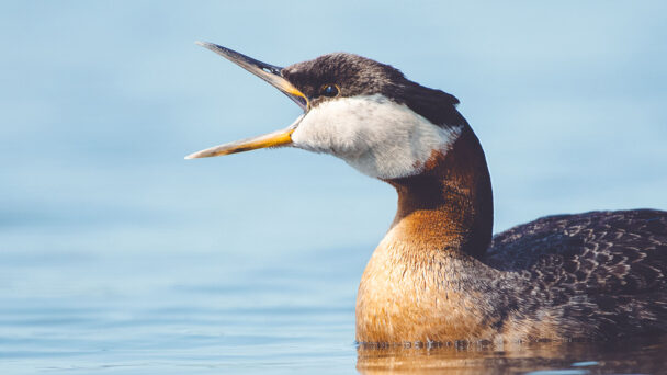 A Global Database of Chirps, Whistles, Tweets, and So Much More