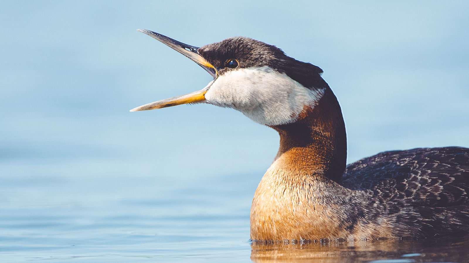 Red-necked grebe
