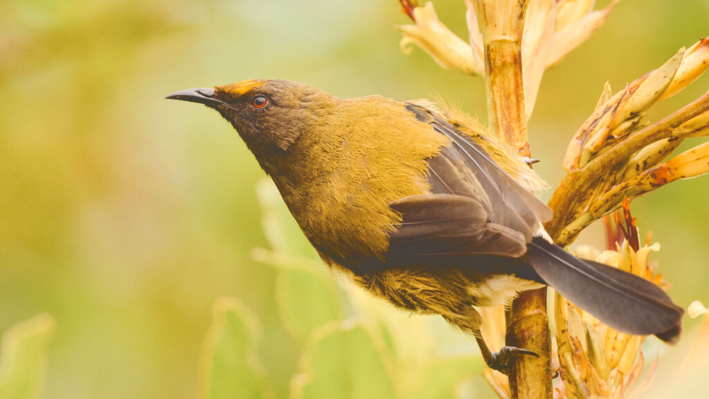 New Zealand bellbird