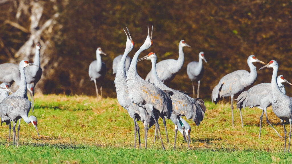 Sandhill cranes