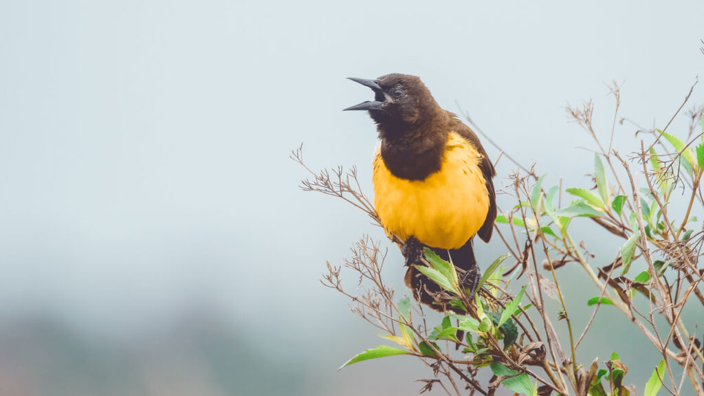 Yellow-rumped marshbird