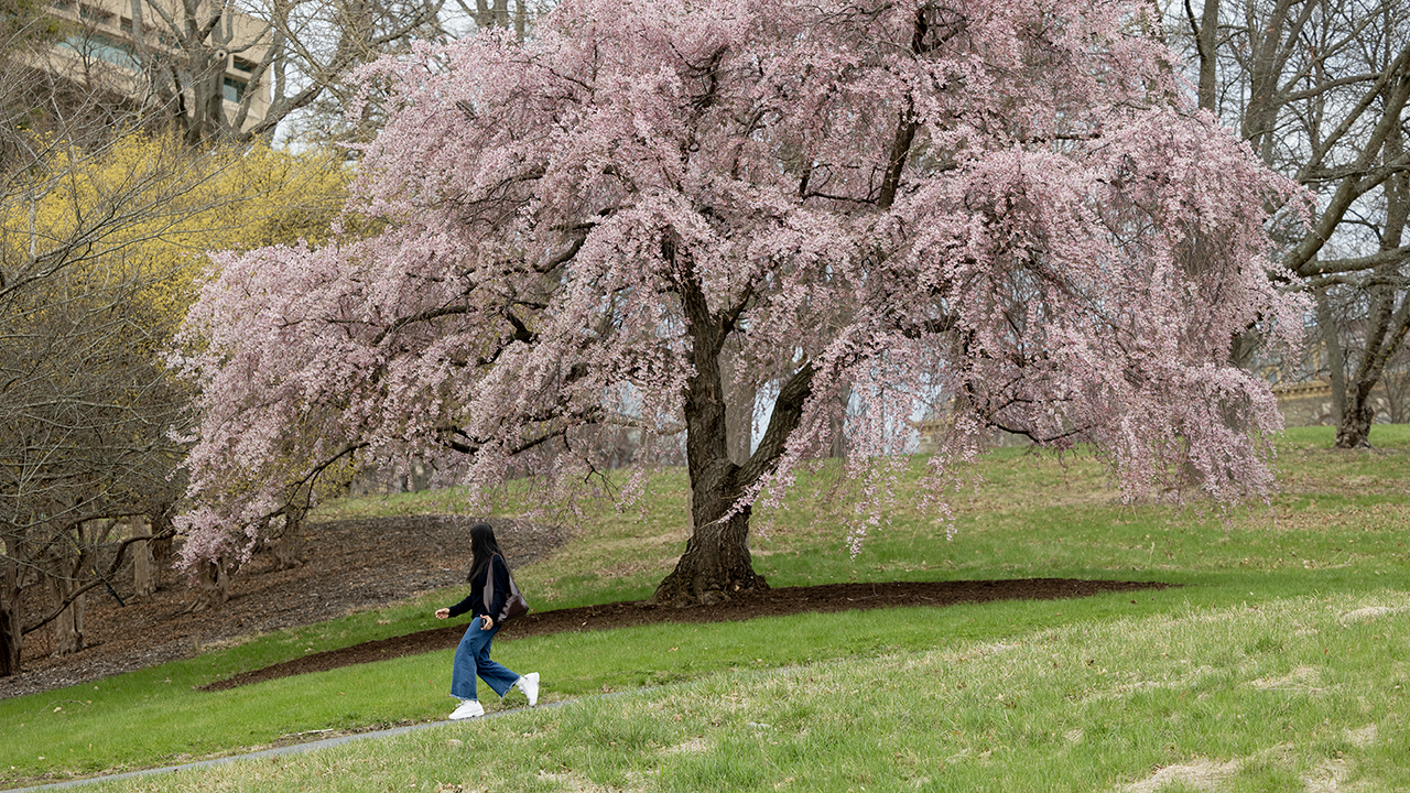 A woman walks down Libe Slope past a flowering cherry tree