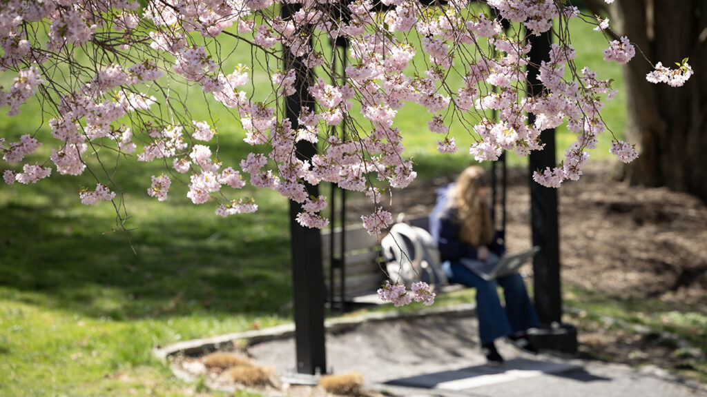 A female student on a bench swing under a flowering tree