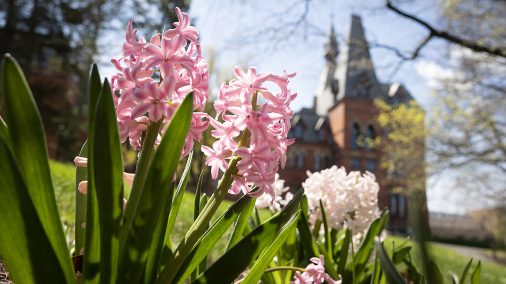 Pink hyacinths on the slope with a view of Barnes Hall