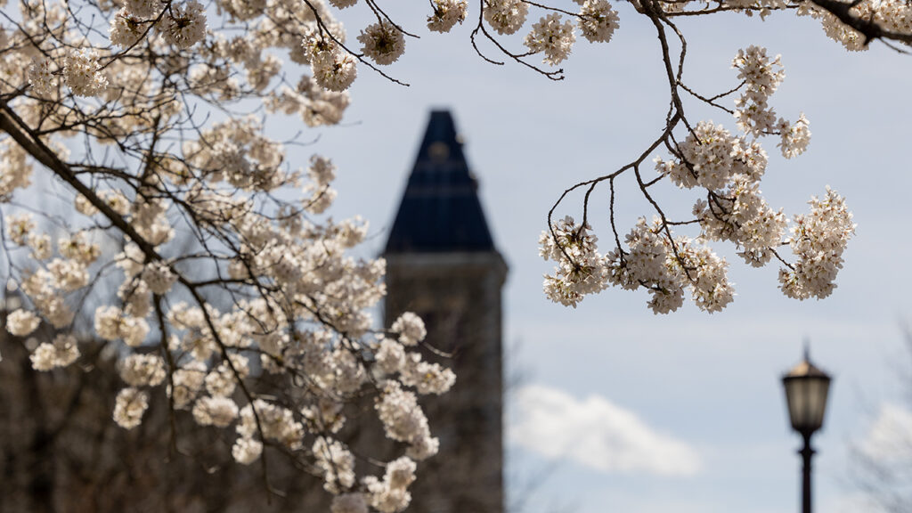 White flowers on a tree with McGraw Tower in the background