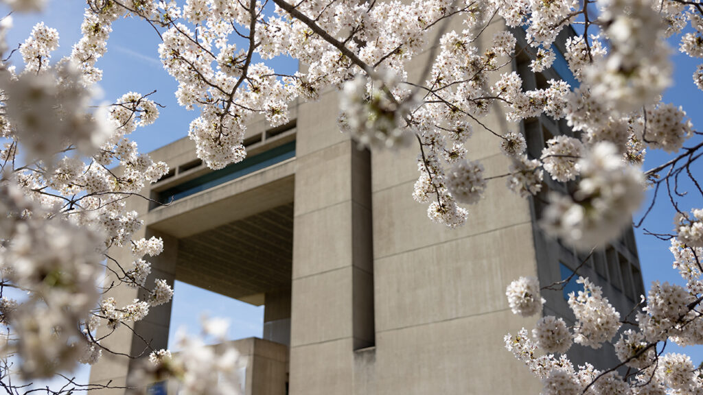 White flowers on a tree outside the Johnson Museum