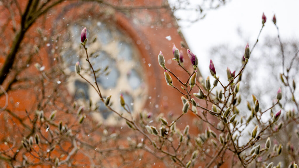 New spring blooms in a mid-April snowstorm outside Sage Chapel.