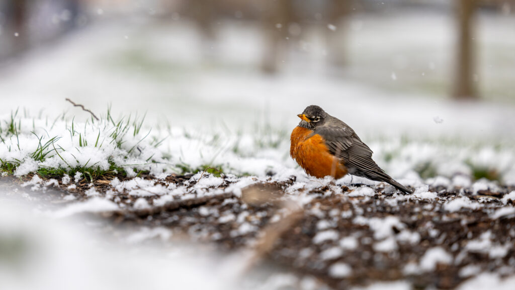 A robin in a mid-spring snowstorm. Outside Olin Library.