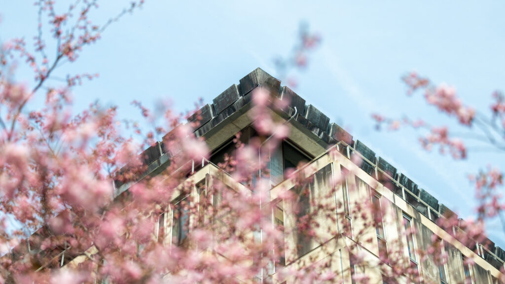 The first cherry blossoms begin to bloom outside of Olin Library.