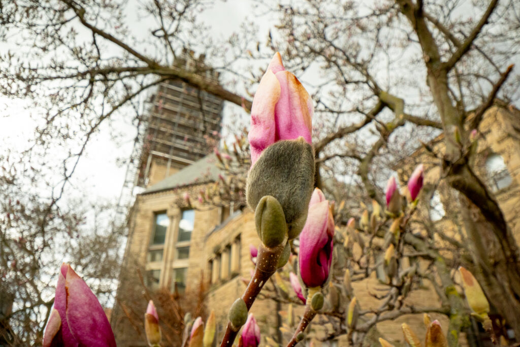 Spring flowers bloom in front of Uris Library