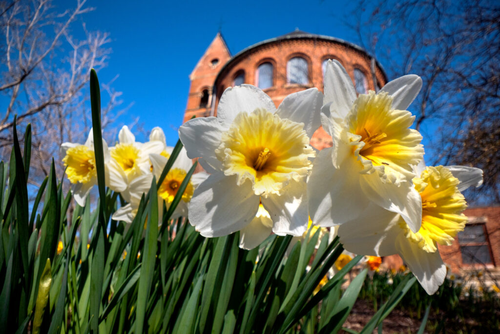 Flowers bloom near Barnes Hall