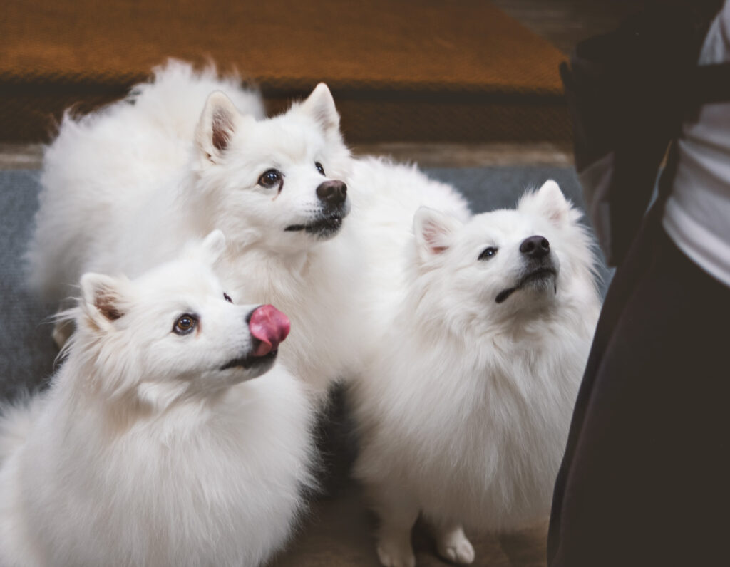 American Eskimo dogs Kayu, Meri, and Buddy anxiously await a treat following their performance