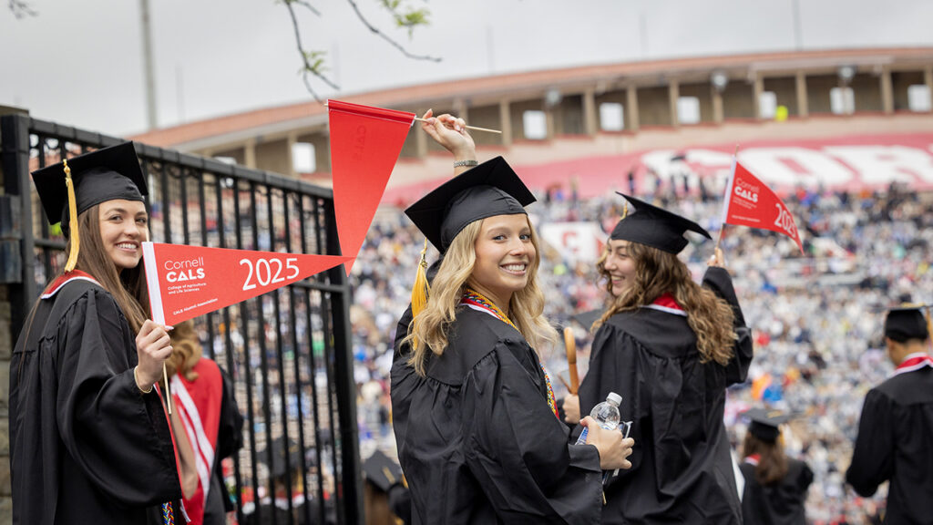 Three women graduates from the class of 2025 in their academic regalia smile and wave red flags from the College of Agriculture and Life Sciences at the 2025 commencement at Schoellkopf Field.