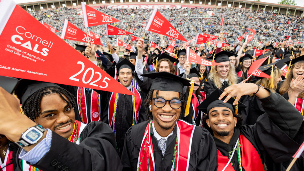 Graduates from the class of 2025 in their academic regalia smile and wave red flags from the College of Agriculture and Life Sciences at the 2025 commencement at Schoellkopf Field.