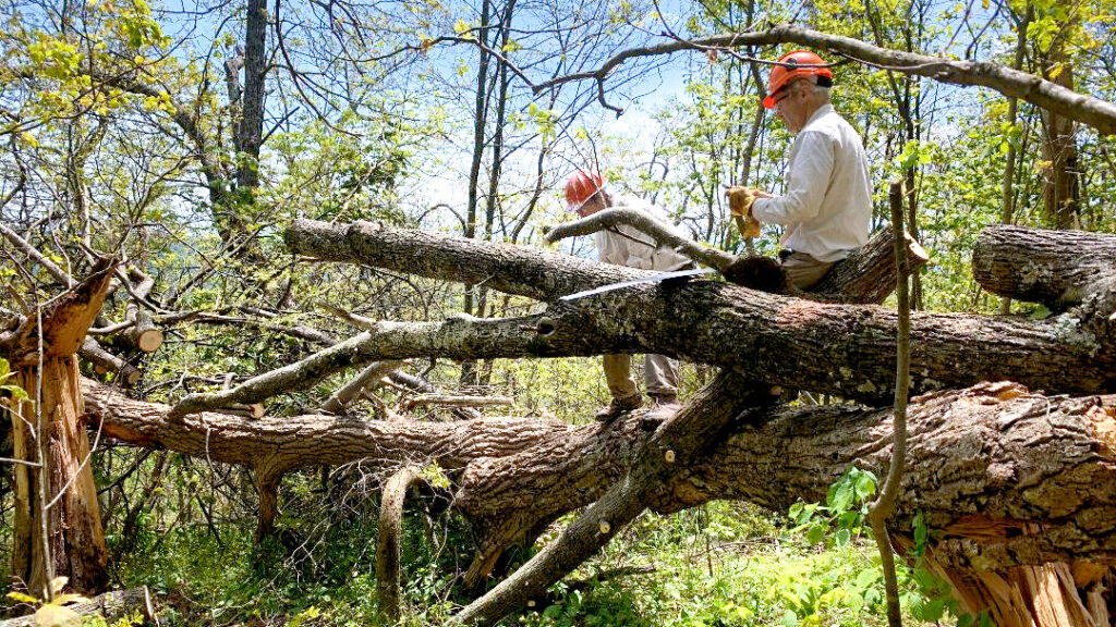 Two men sitting on a large tree as they cut it down