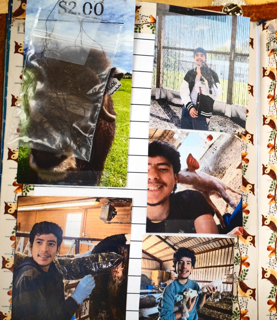 page of a student's scrapbook made for final project for AMST 2001 course showing photos of the student, an animal science major, with various animals and a small sealed plastic bag of ox hair