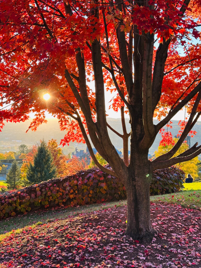 The sun peeks through a tree on campus above the Slope with bright red leaves during the fall with green, orange, and yellow trees in the background