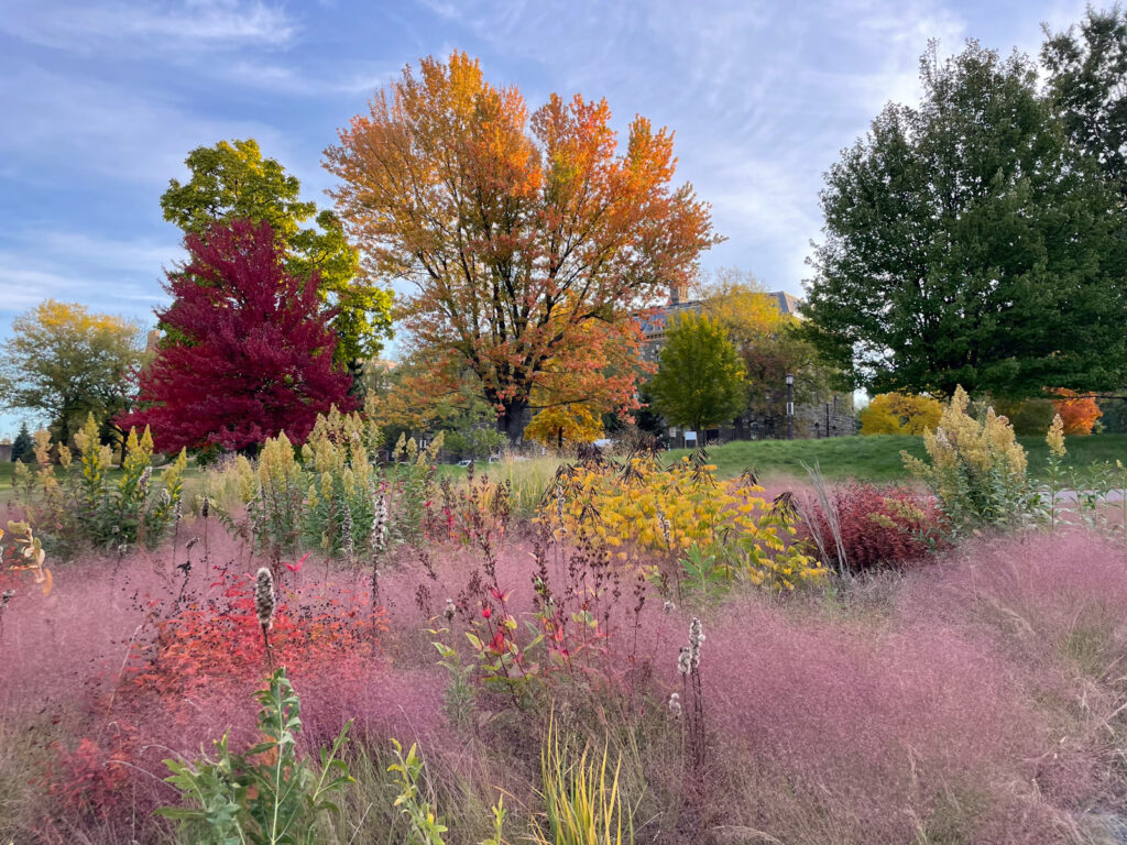 a portion of the Slope left to grow naturally with pink, purple, and yellow plants as well as colorful trees in the background as the leaves change during the fall