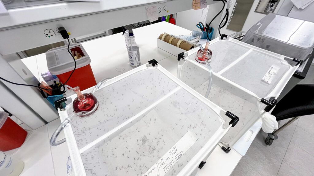 Hand-made mosquito feeders containing blood in a lab
