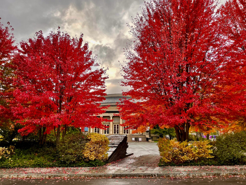 Two bright red trees in front of Bailey Hall and Bailey Plaza