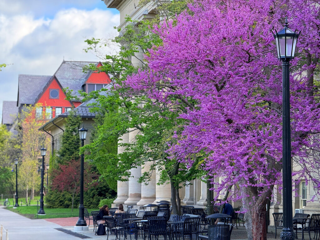 A bright purple flowering tree outside Goldwin Smith Hall