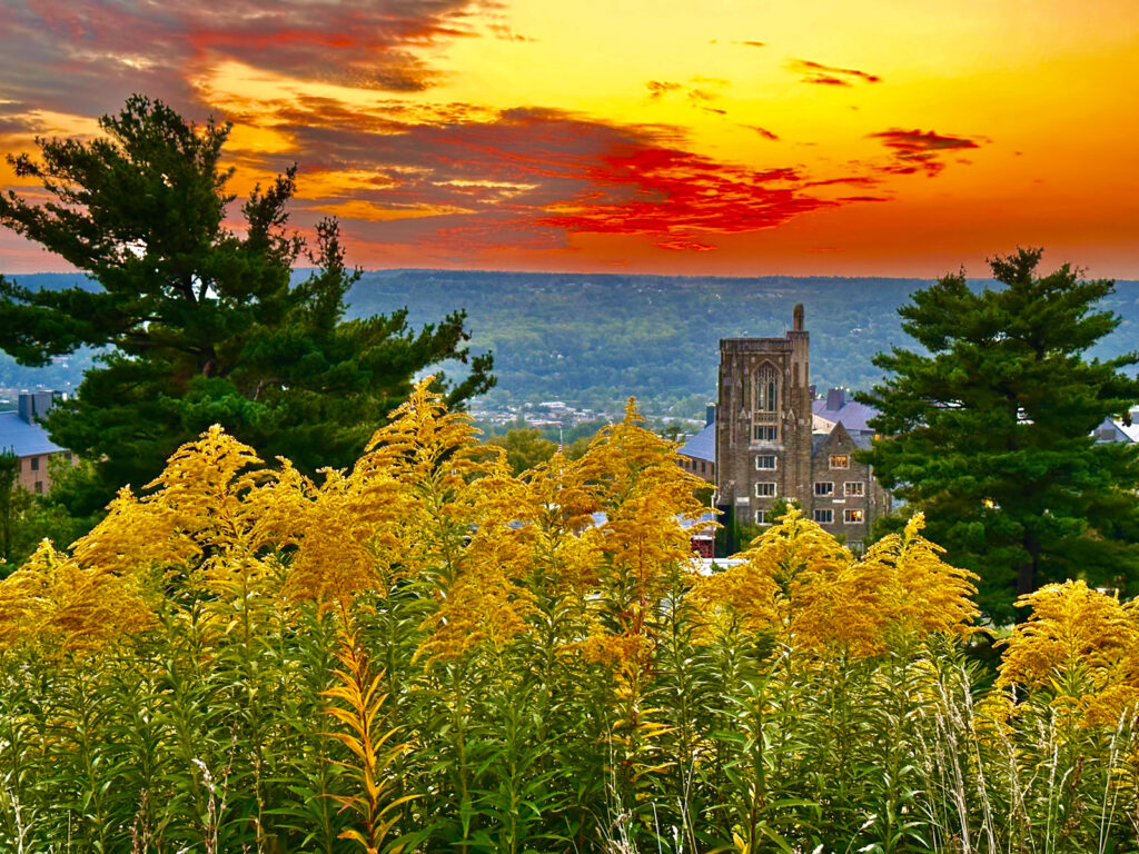 Yellow plants overlooking West Campus from atop the Slope with a red, orange, and yellow sky in the background