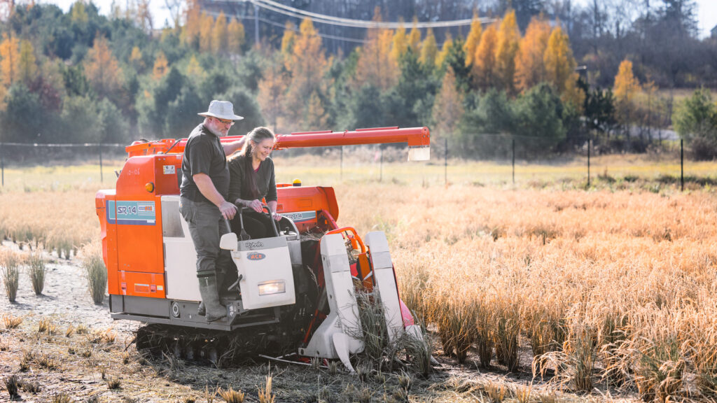 Erik Andrus, a CCE consultant and rice farmer, and Susan McCouch (Susan McCouch, Ph.D. ’90, professor of plant breeding and genetics in the College of Agriculture and Life Sciences, operate a combine harvester at CCE's rice plot in Freeville, NY.