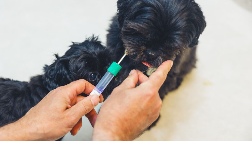 Two small, black puppies have their cheek swabbed during an Embark test.